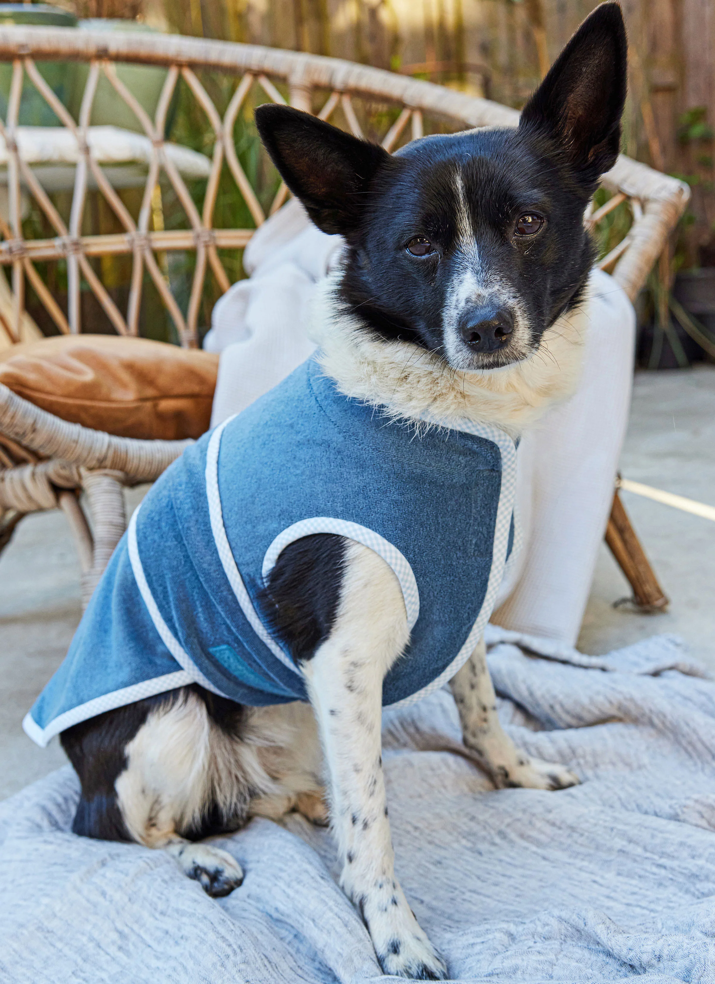Burda Dog Accessories 5702 - Image 3