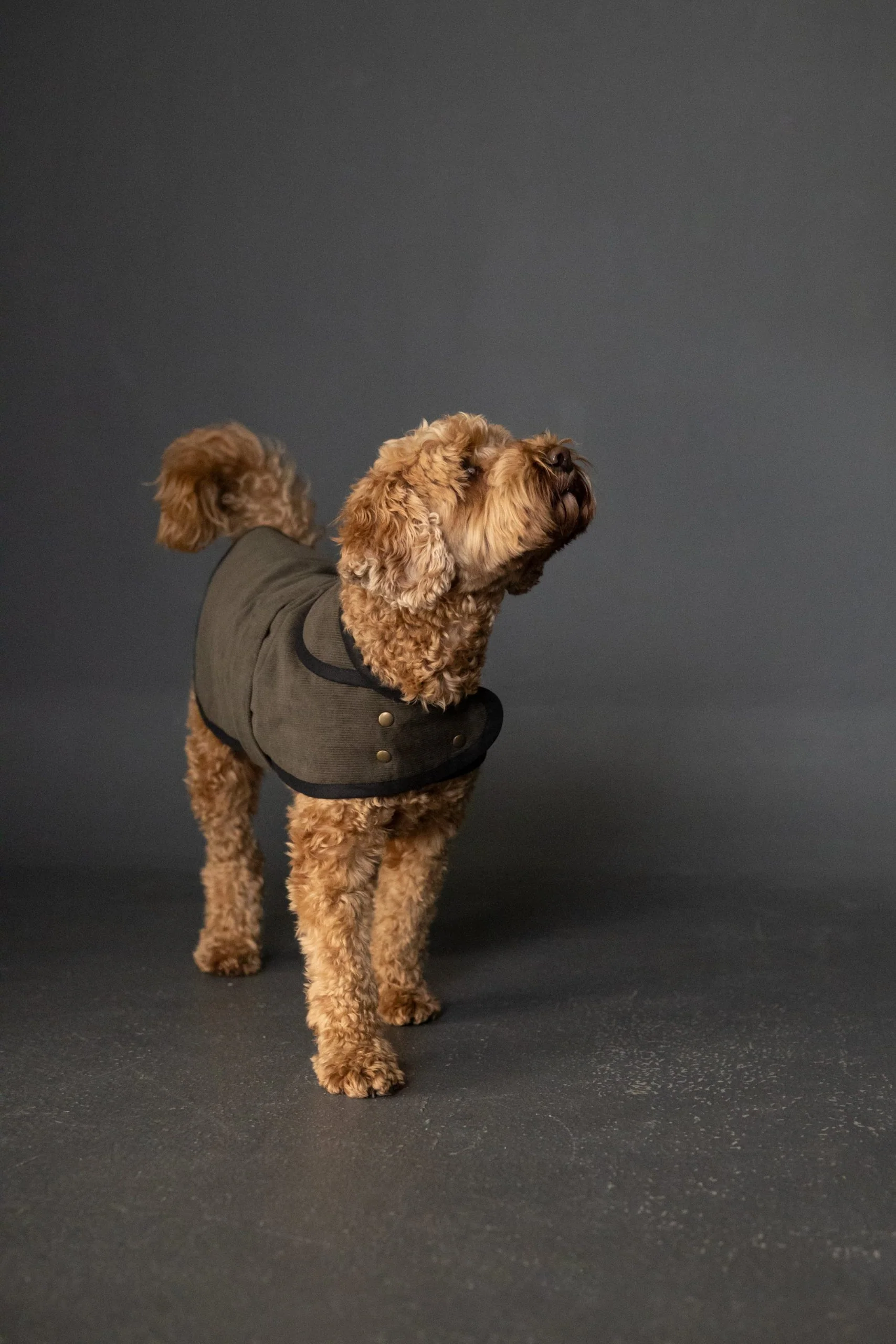 Merchant & Mills Barka Dog Coat - Image 4